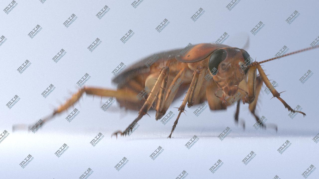images/goods_img/20210319/Cockroach rigged and animated for Cinema 4d/4.jpg